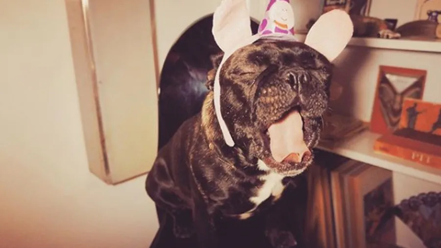 Perrito-Lady-Gaga