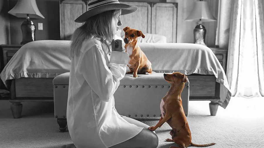 airbnb-perros-perritos