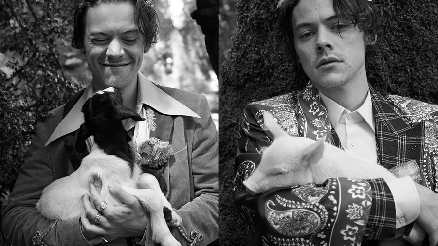 Gracias Gucci por estas postales de Harry Styles con animales bebés