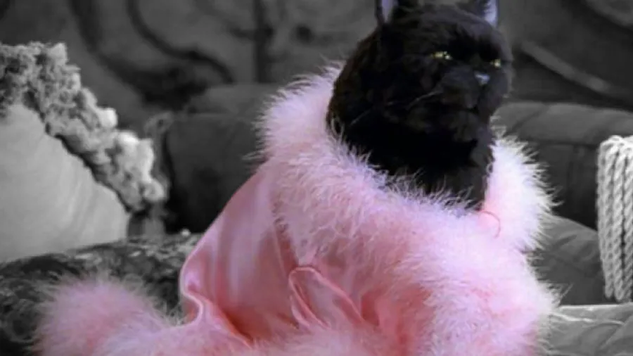 Salem-Alfrombra-Roja-Netflix