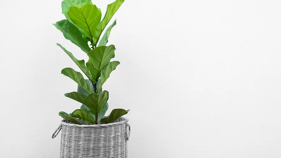 plantlady_destacada