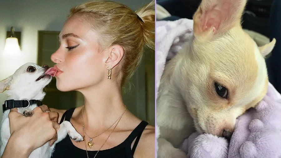 Nicola Peltz perrita