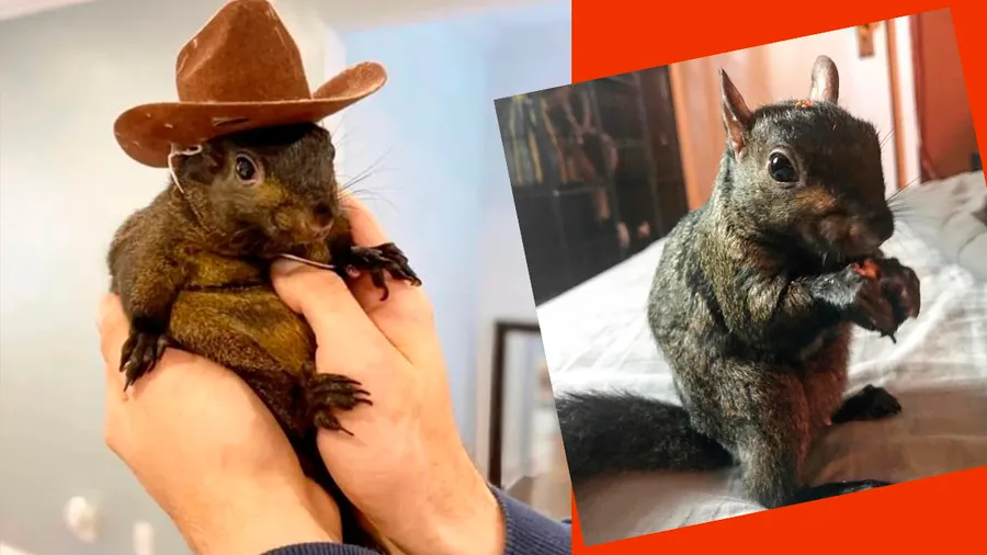 P'Nut, la ardilla