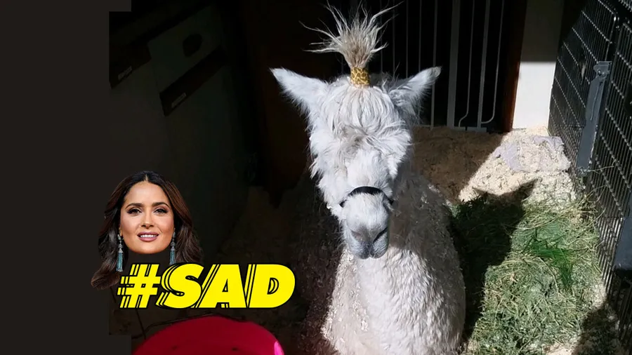 Alpaca-salma-hayek-se-lastima