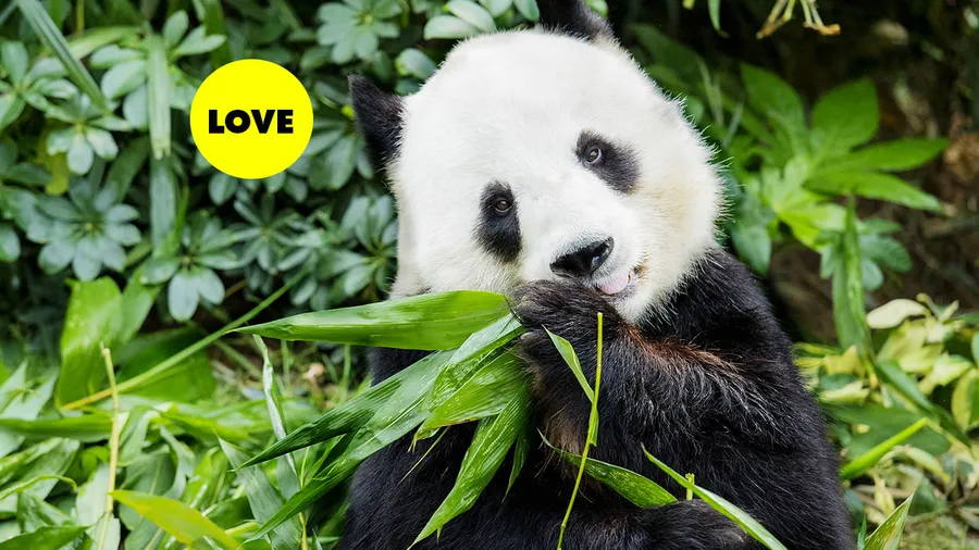 pandas-pareja