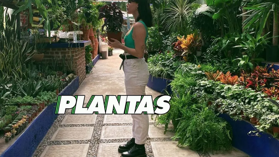 fer-altuzar-plantas