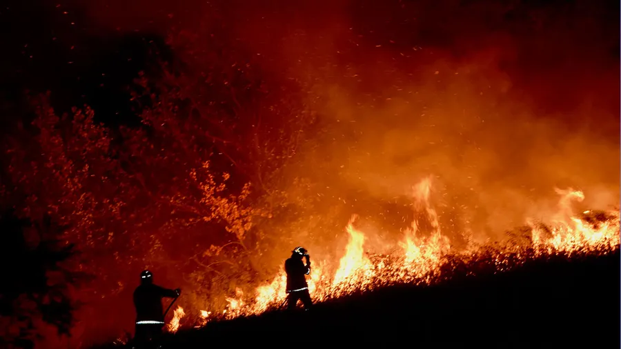 australia-incendio-fuego-ayudar-afecta-entender-animales