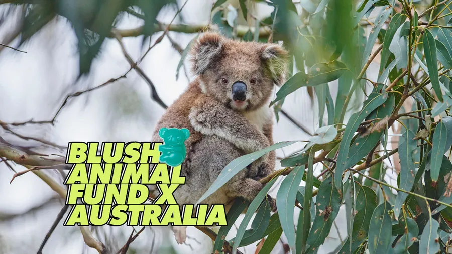 koala-lush-jabon-australia-animal-fund