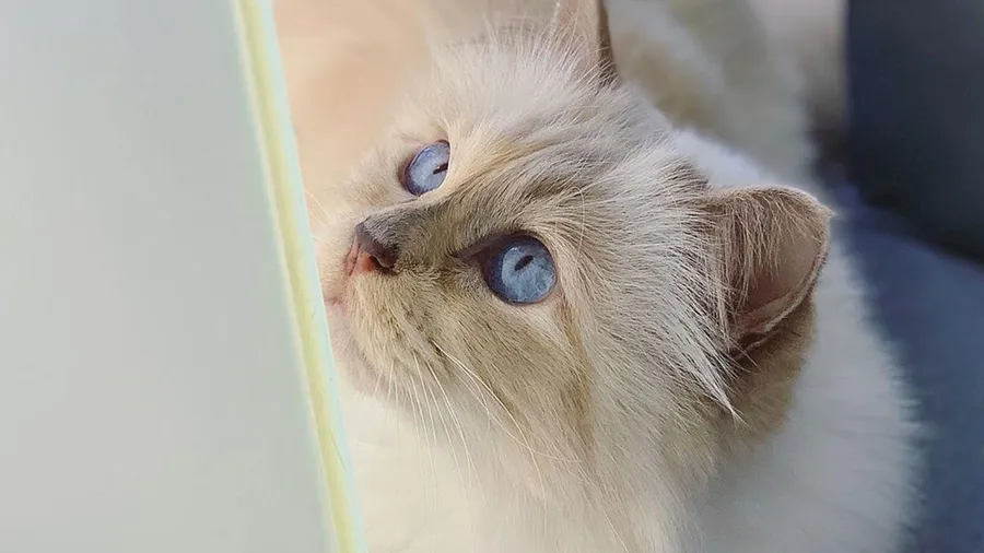 Foto: Instagram @choupette