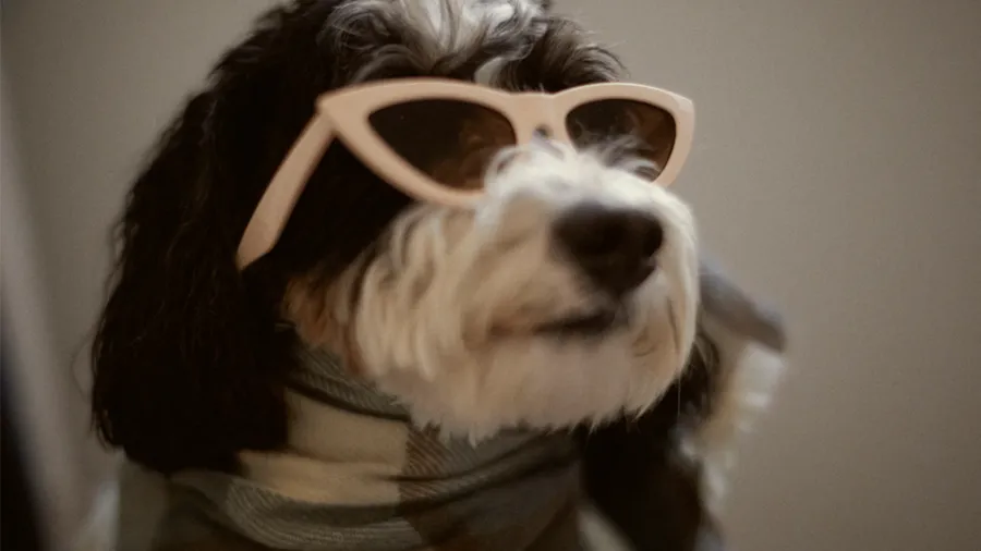 Zara lanza línea para perros y queremos -exigimos- que exista Zara Dog