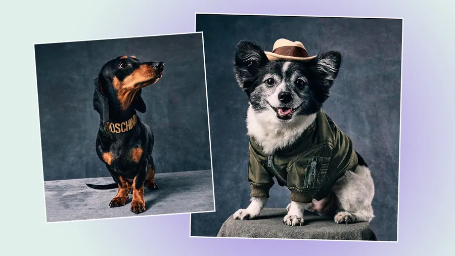 Moschino-Pets.jpg