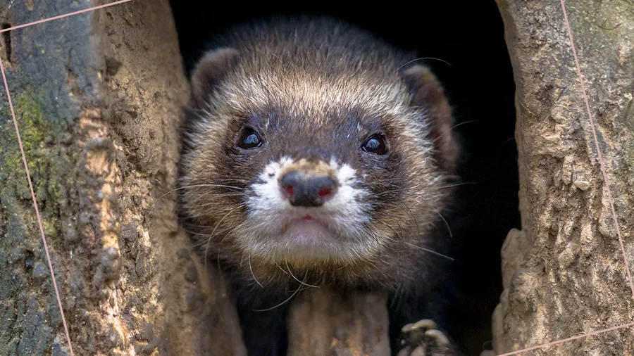 granja pieles visón mink prohibir italia