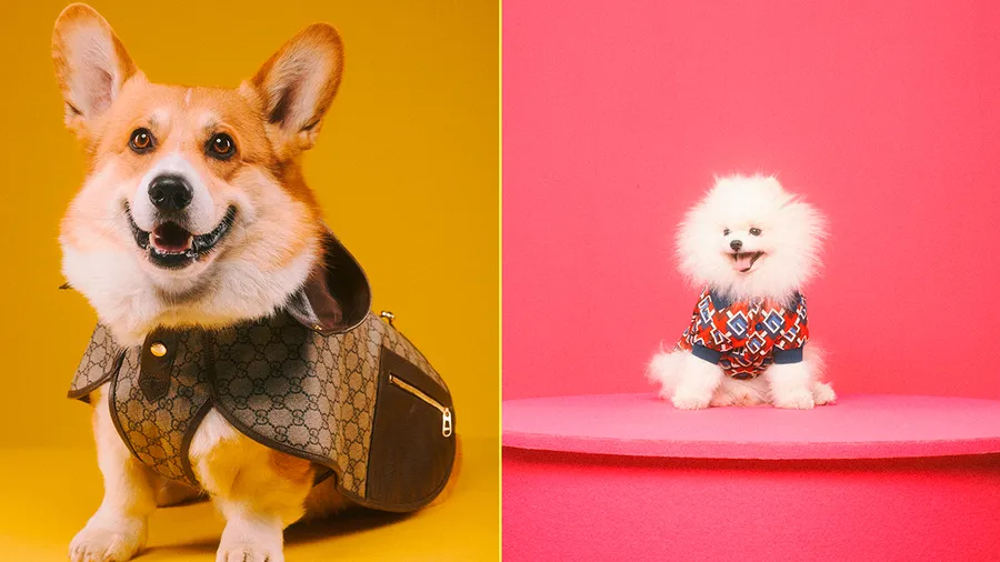 PETS-GUCCI.jpg