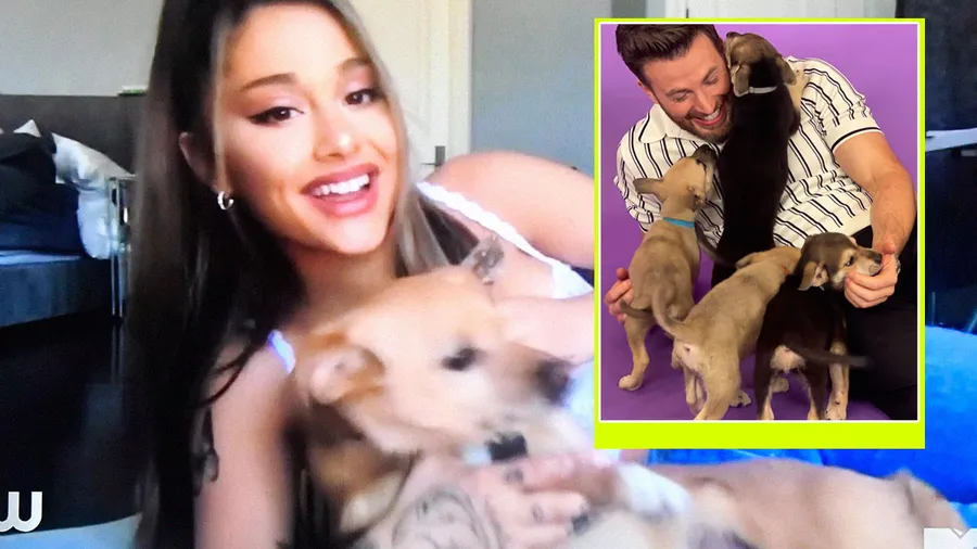 Ariana Grande, Chris Evans.