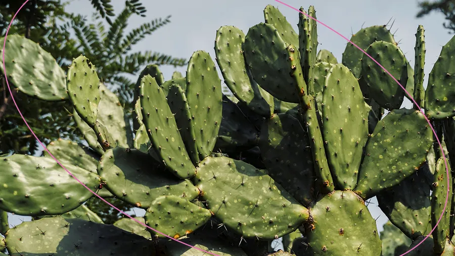 El nopal es rico en vitamina E y F.