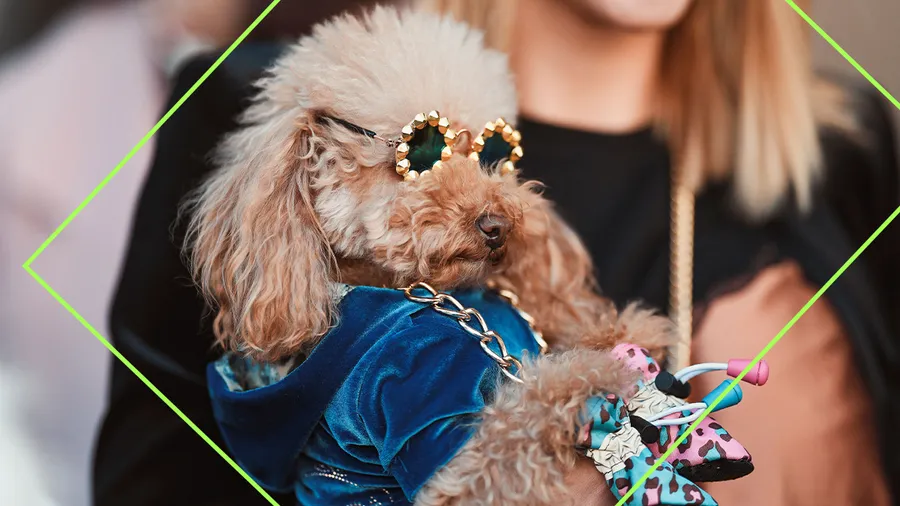 marcas moda perros