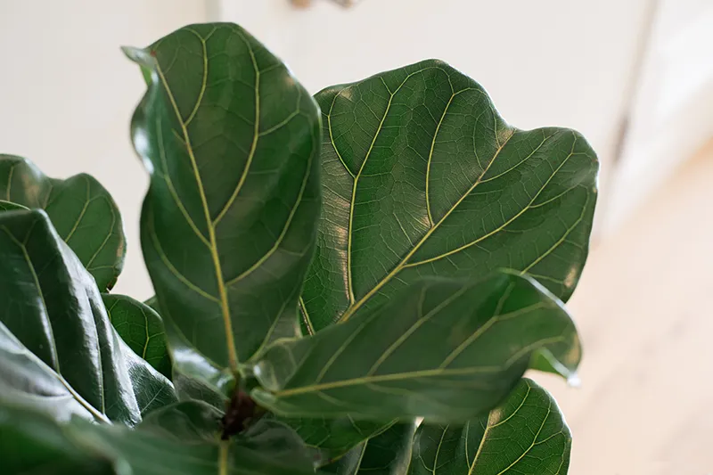 plantlady_3
