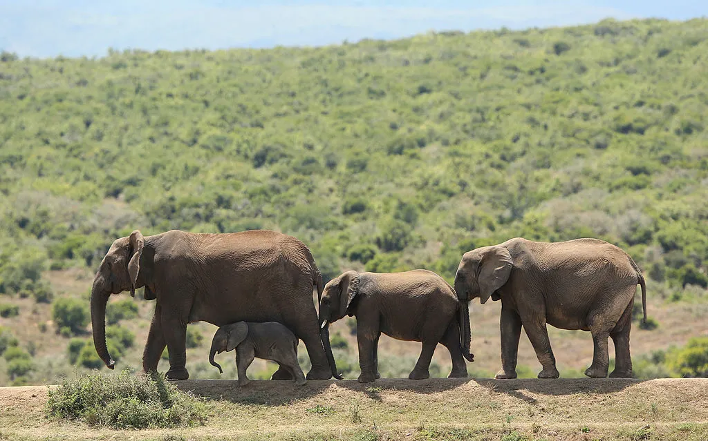 Addo National Park