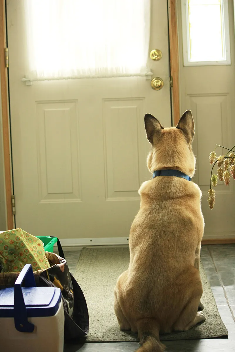 perro-perrito-mascota-cuarentena-coronavirus-2