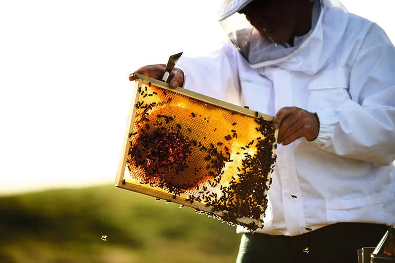 abejas-guerlain-día mundial-miel-skincare-iniciativas-bees-1.jpg