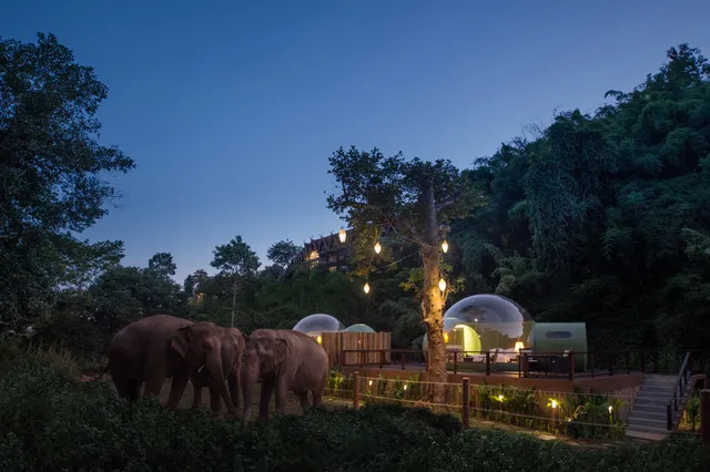 Jungle Bubbles at Dawn(1).jpeg