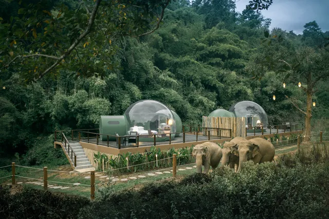 Jungle Bubbles at Dusk.jpeg