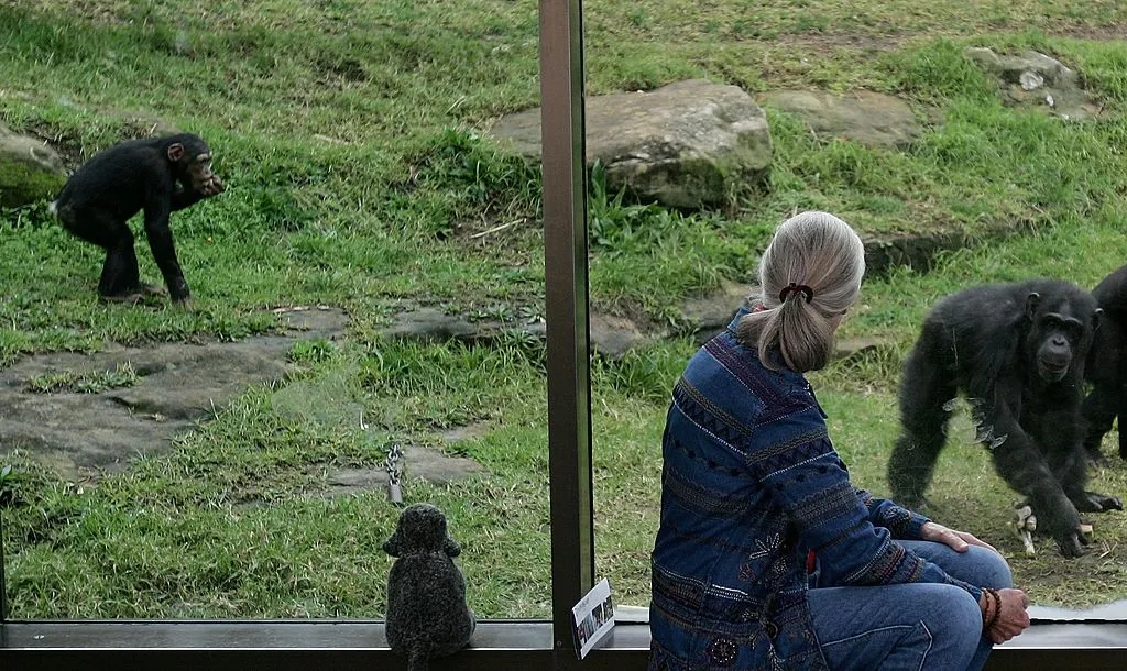 Dr Jane Goodall Visits Taronga Zoo's Chimpanzees