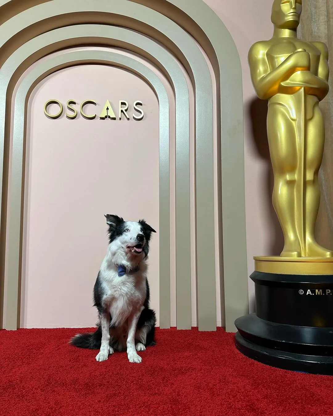 El perro de 'Anatomía de una caída' se roba el show en un evento de los Oscar