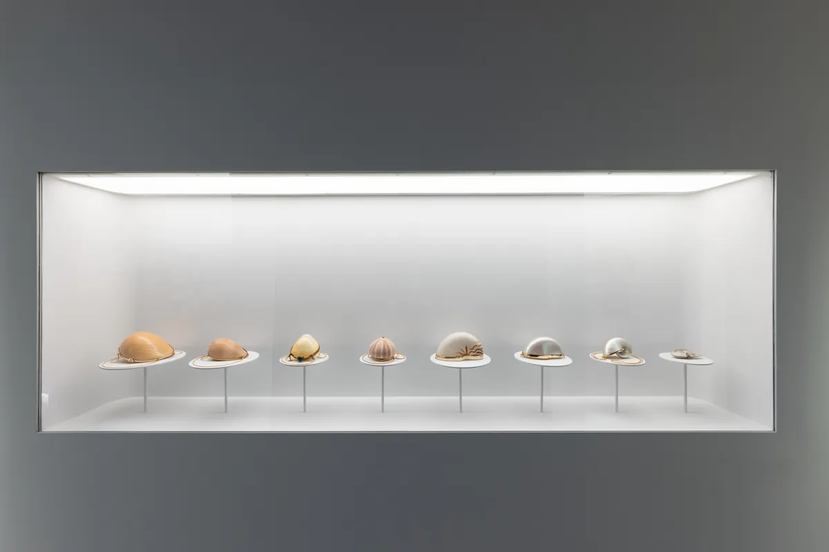 Seashells