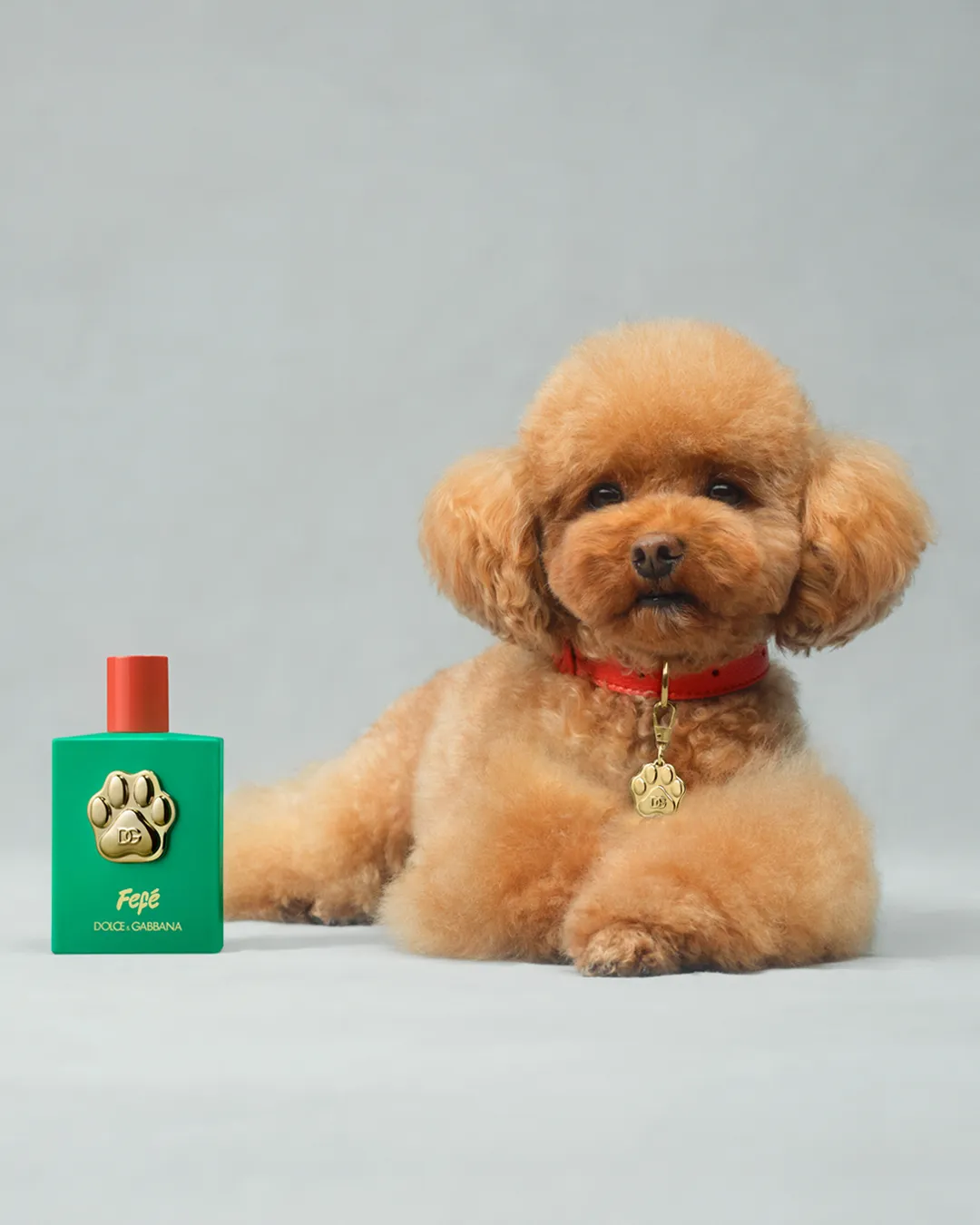 perfumes perritos dolce&gabbana