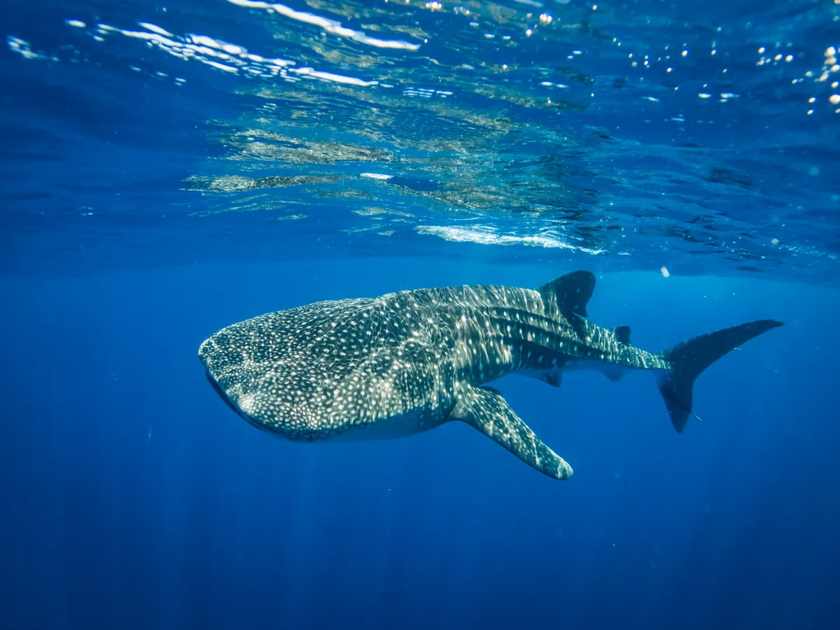 tiburon ballena