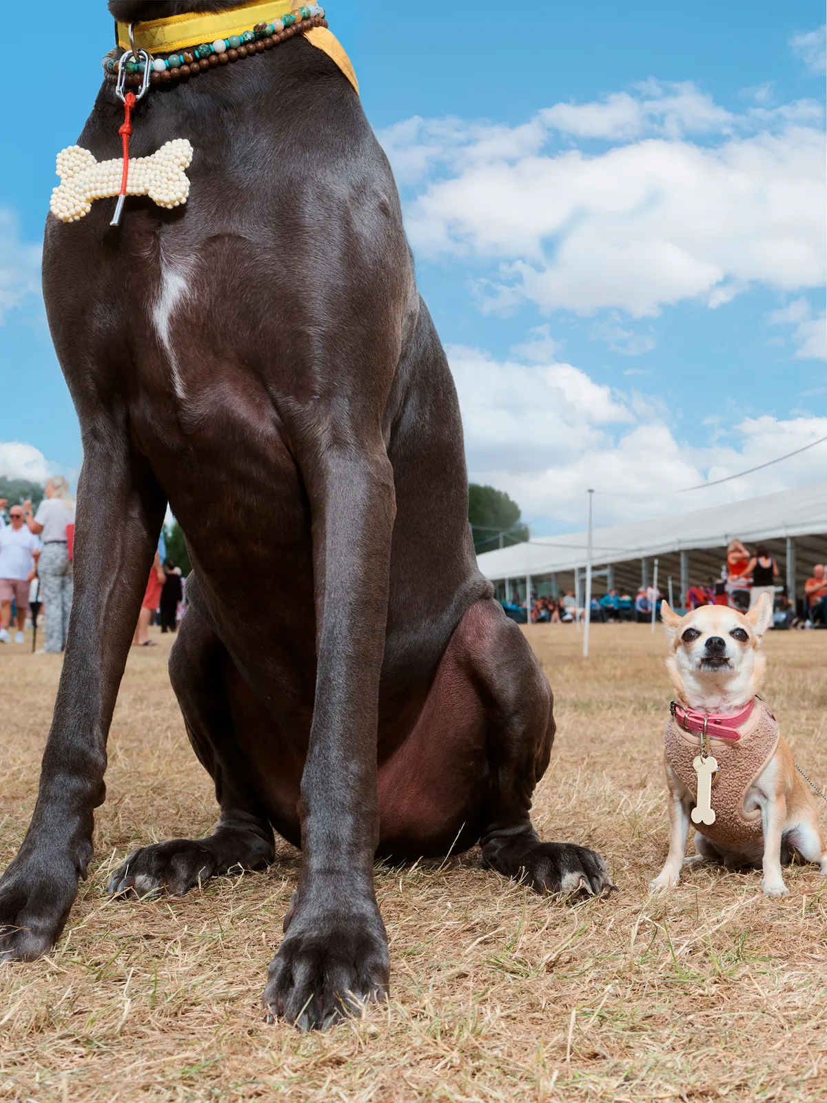 DOG-COLLECTION-005.jpg