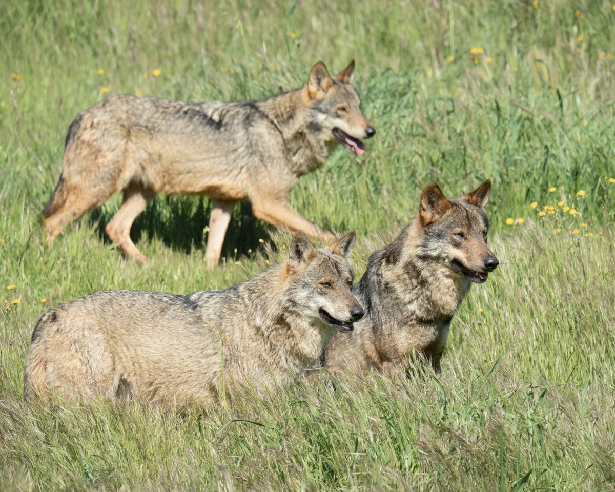 Pack,Of,Three,Iberian,Wolfs,Looking,For,Food