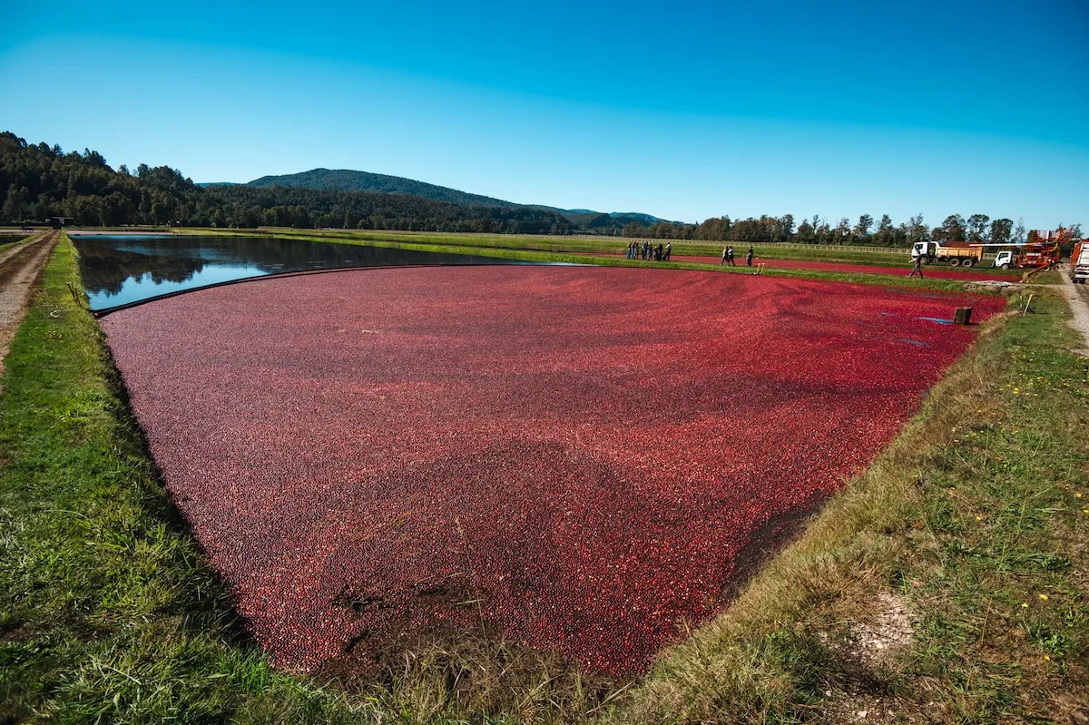 OCEAN SPRAY-13.jpg