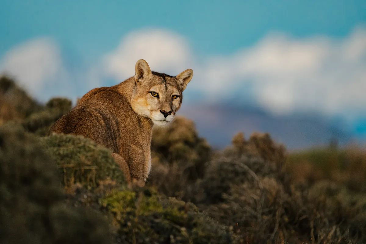 Dior Sauvage x WWF | Programa de protección del puma en la Patagonia chilena.
