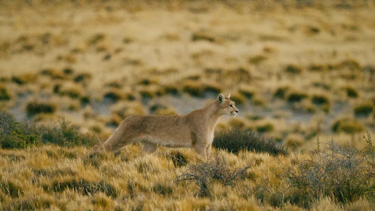 Dior Sauvage x WWF | Programa de protección del puma en la Patagonia chilena.