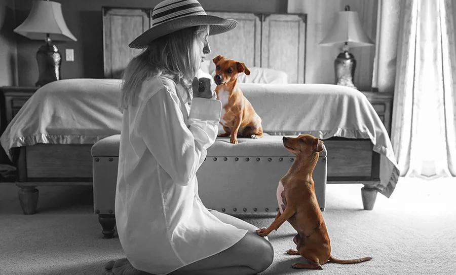 airbnb-perros-perritos