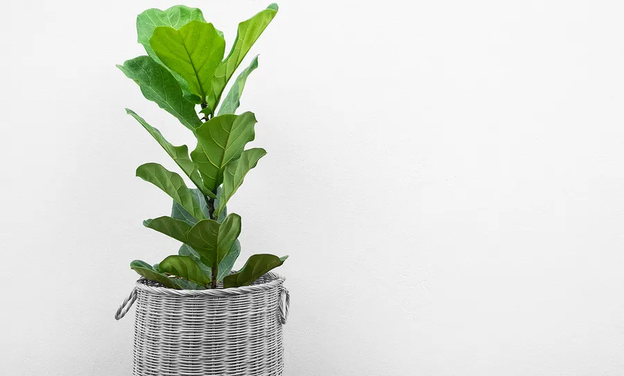 plantlady_destacada