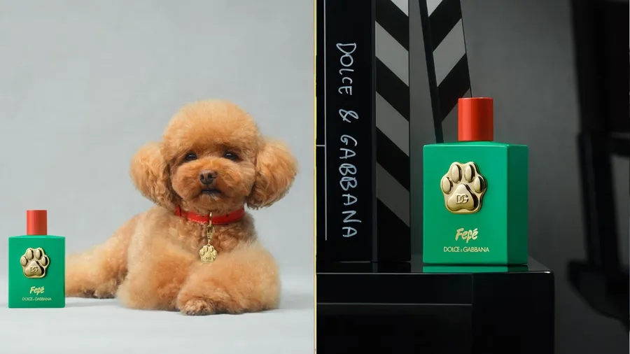 perfumes perritos dolce&gabbana