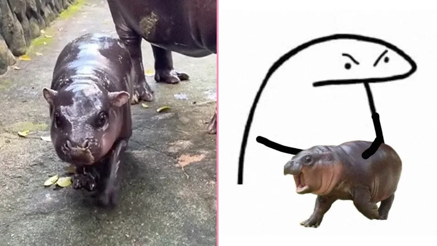 Moo Deng
