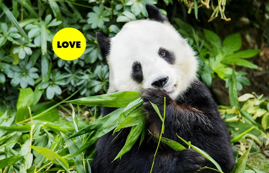pandas-pareja