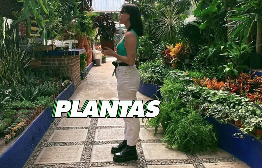 fer-altuzar-plantas
