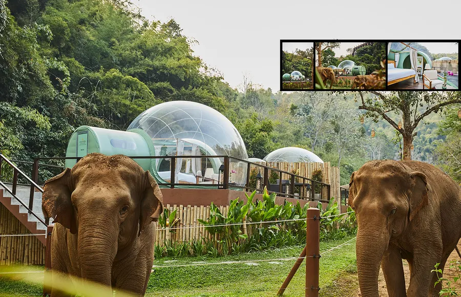burbujas-hotel-elefantes-dia-del-elefante.jpg