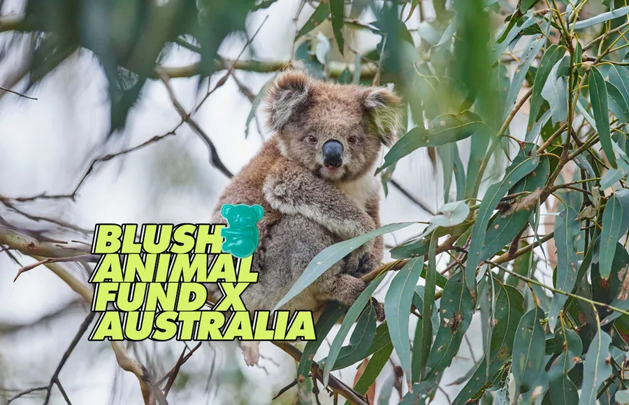 koala-lush-jabon-australia-animal-fund