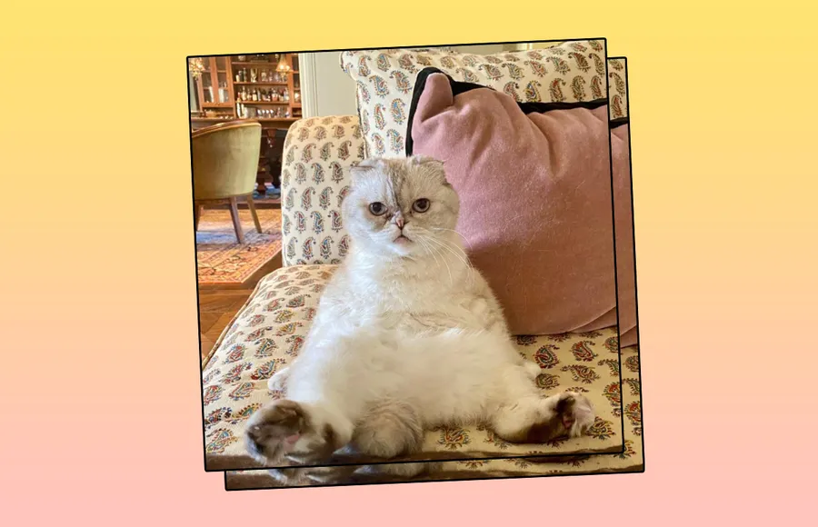 GatoSwift_destacada.jpg