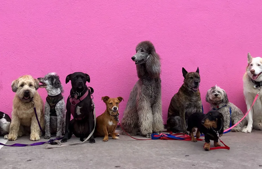 año-perrito.jpg