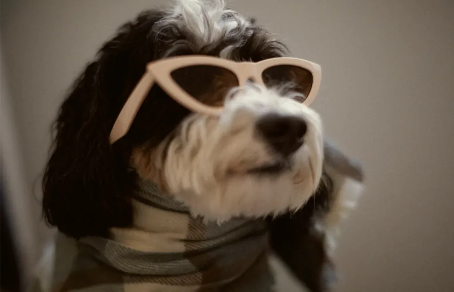 Zara lanza línea para perros y queremos -exigimos- que exista Zara Dog