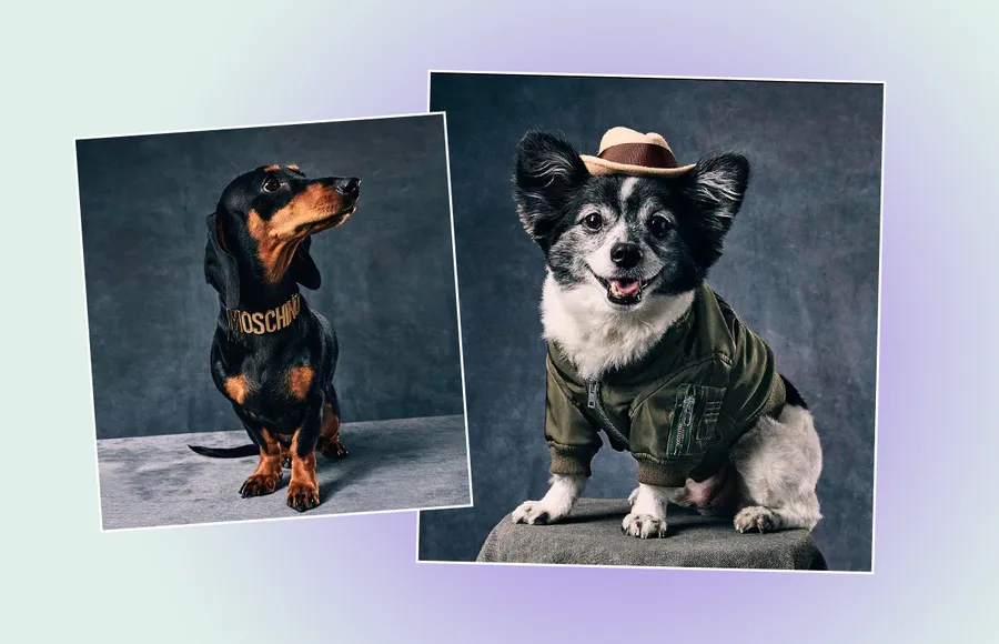 Moschino-Pets.jpg
