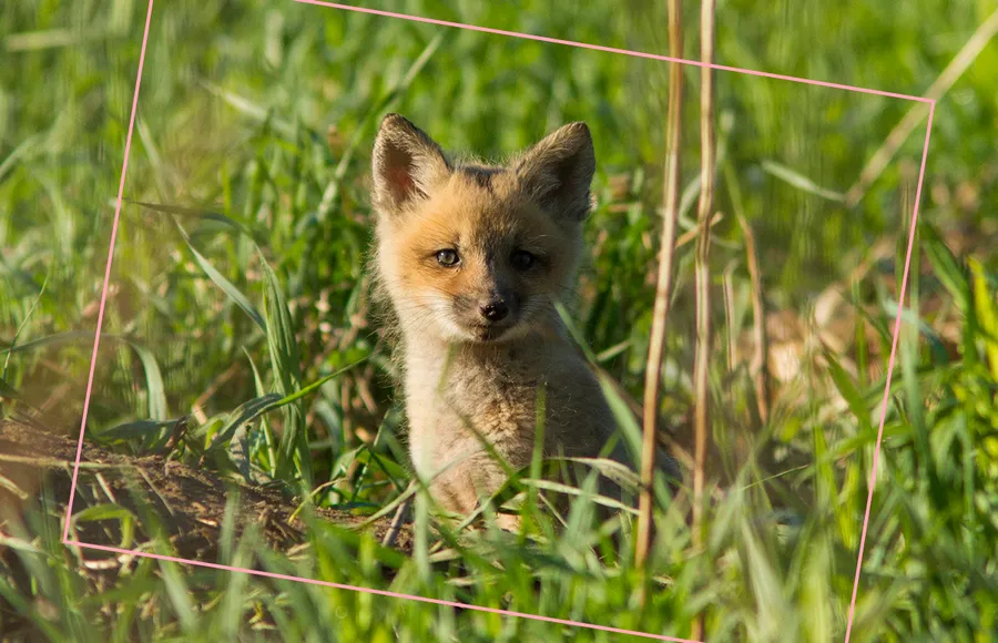 fur free elle internacional