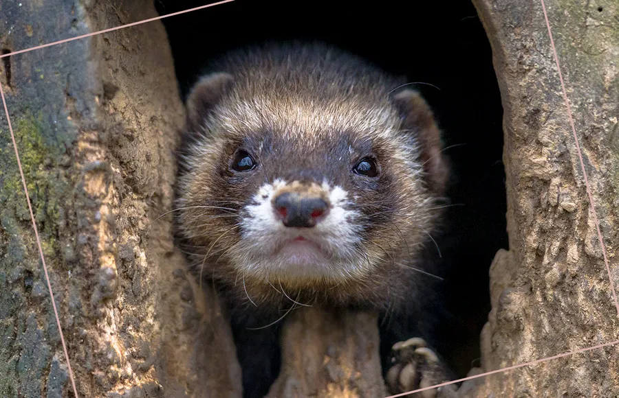 granja pieles visón mink prohibir italia